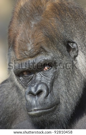 Western Lowland Gorilla portrait (Gorilla gorilla gorilla) captive. National Zoo. Washington DC, USA.