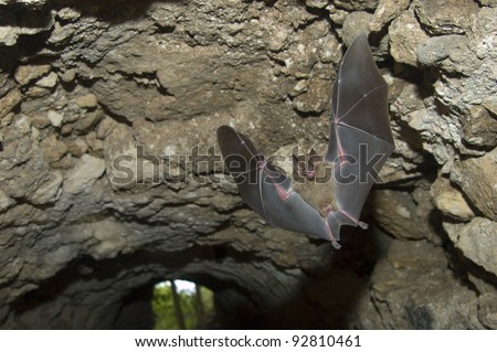 Jamaican (or Mexican) Fruit Bat, (Artibeus jamaicensis) flying in a tunnel under a Maya ruin in Tikal National Park, Guatemala
