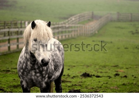 Similar – Image, Stock Photo horses in a misty golden October sunrise