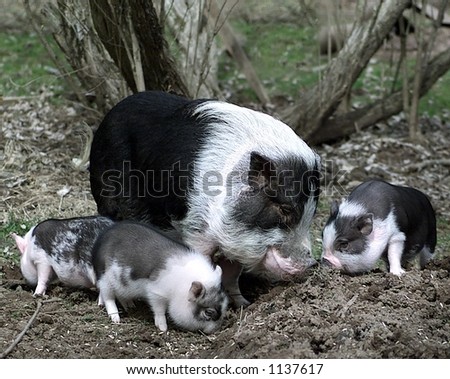 mother and piglets potbellied pigs