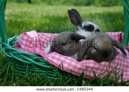 holland lop baby bunnies and a mini rex baby bunny rabbit in a basket outdoors under blue skies