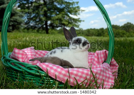 Baby mini rex bunny rabbit in a green basket with pink and white checkered lining outdoors under blue skies