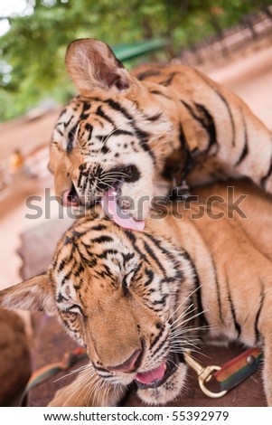 two bengal tiger cubs (Panthera tigris bengalensis) playing in Tiger temple, Kanchanaburi