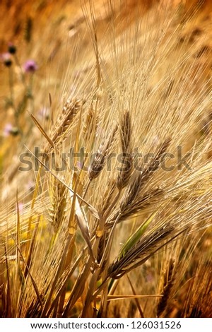 Golden fields of crops ready for harvesting