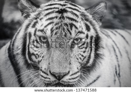 white tiger in black and white