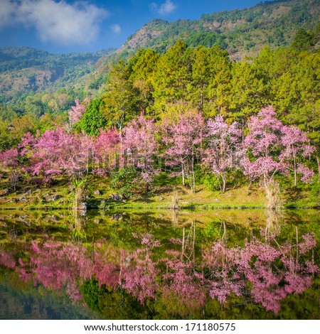 Beautiful Sakura pink flower on mountain with lake in thailand, cherry blossom