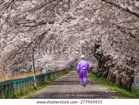 Cherry blossoms bloom path, Japan