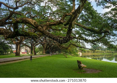 Lonely chair under a huge tree branch at Taman Tasik Taiping or Taiping Lake in Perak, Malaysia. One of Perak and Malaysia main attraction. The first lake garden in Malaysia