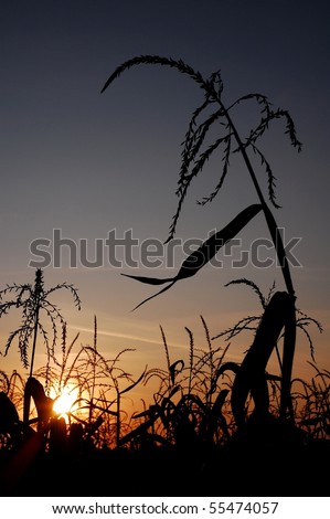 Nice sunset over corn field