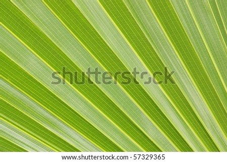 Green big leaf details as sunshine pattern