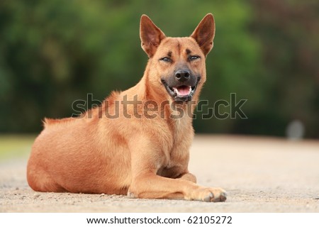Thai Ridgeback Dog in Happy Emotion