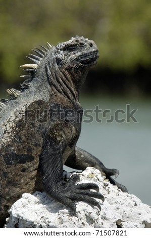 Ugly Iguana from the Galapagos Islands