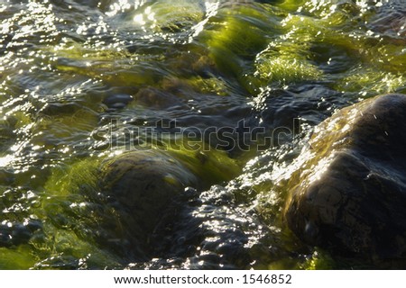 close-up of sea-weed, rocks and water
