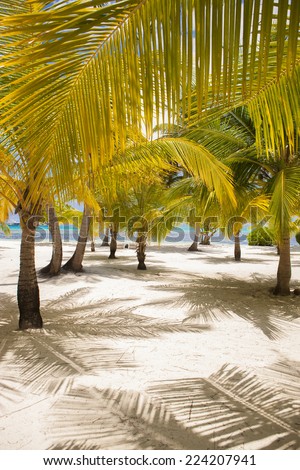 Plenty Fresh Look Short Palm Trees on White Sand Ground at the Beach
