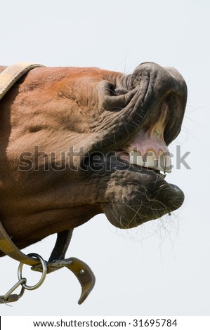 This horse wants to know who\'s gonna brush his teeth...