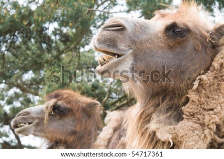 Two camels looking very intelligent.