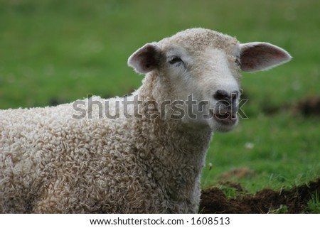 Goofy Sheep Stock Photo 1608513 : Shutterstock