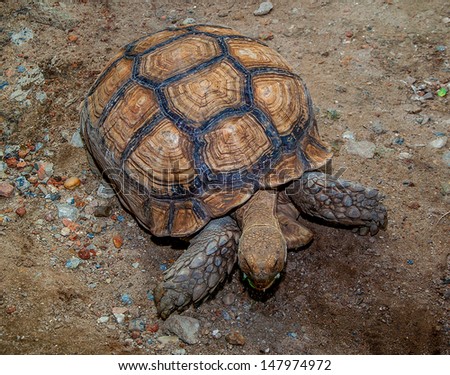 Old turtle