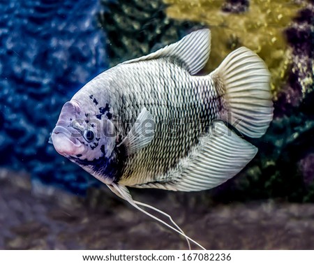 Beautiful tilapia fish in water tank