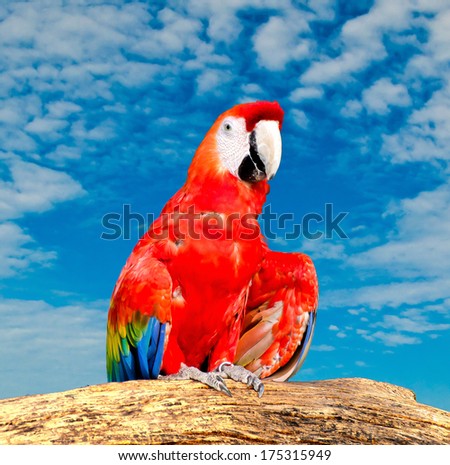 Beautiful macaw isolated on white background