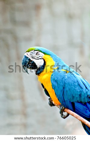The Beautiful macaw isolated on white background