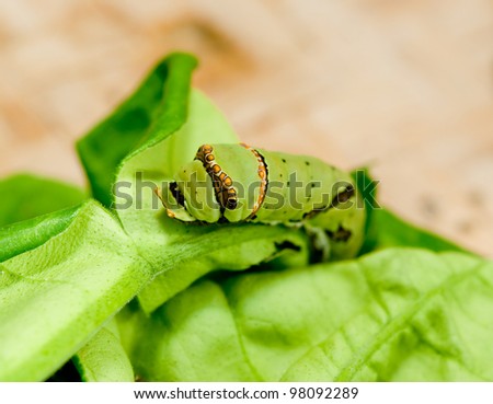 The Caterpillar eating leaves of a tree