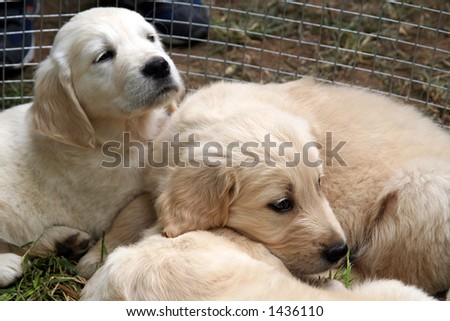 Dogs - golden retriever puppy