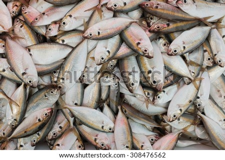 Plenty of Fishes in Market