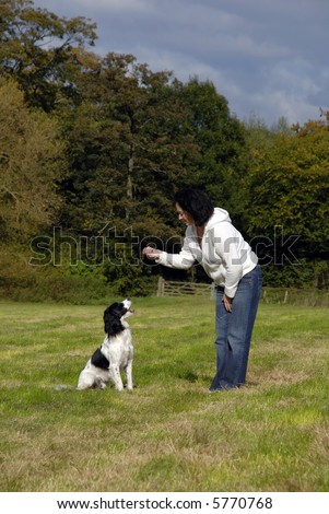 English springer spaniel being trained in a field by its young lady owner on a nice sunny day.