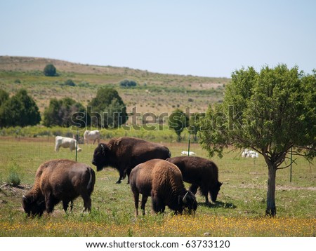The American bison (Bison bison) is a North American species of bison, also commonly known as the American buffalo