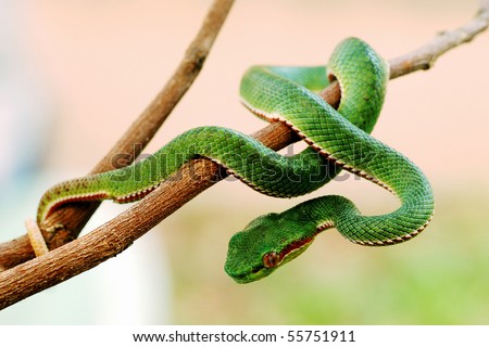 Green snake from Khao Yai Thailand. Khao Yai is UNESCO World heritage.