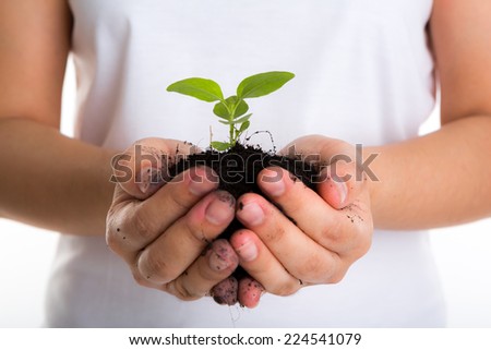 Plant in female hands