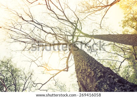 Forest trees ( Filtered image processed vintage effect. )