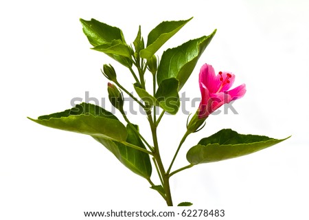 Hibiscus flower with green leaves isolated on white background.