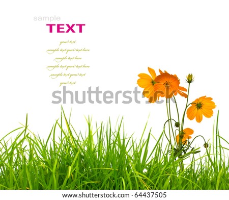 Beautiful yellow flower (Cosmos) and fresh spring green grass isolated on white background with copy-space.