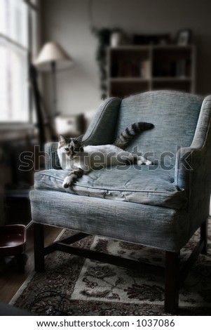 Cat on blue chair