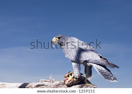 Falcon eating a meal