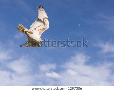 Hawk going into a dive with blue sky,clouds and moon in the background