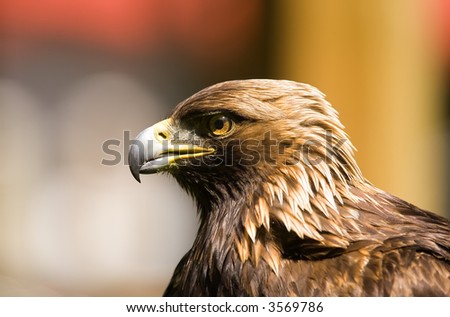 A side profile of a golden eagle with a colorful background(shallow dof)