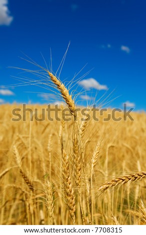 Wheat in a field with blue sky, shallow depth of field.