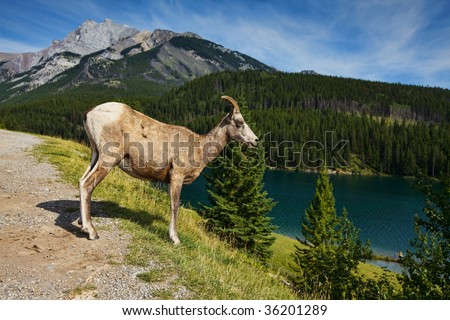 A female big horned sheep standing on the hill side in the rocky mountains