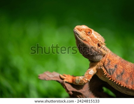 Similar – Image, Stock Photo bearded dragons Nature