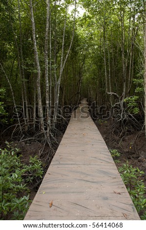 The boardwalk in the mangrove forest of thailand.