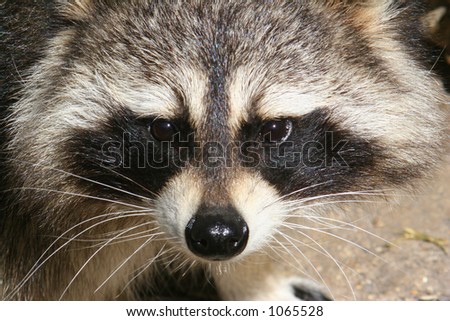 Face of a Raccoon