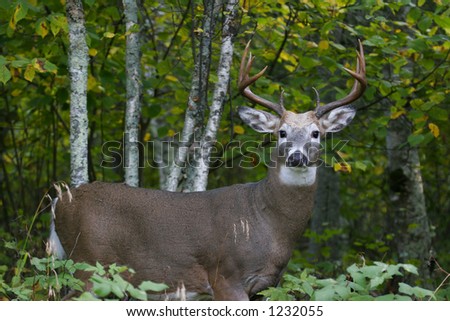 Male White Tailed Deer