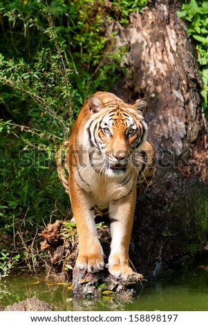 Young Asian Tiger Standing Near a River with Tropical Bushes in Background
