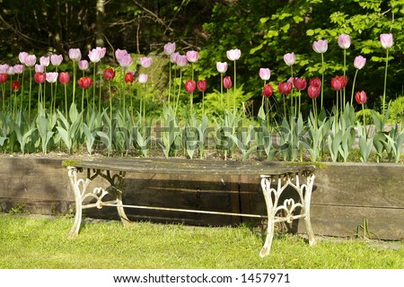Old iron and wood garden bench with tulips behind