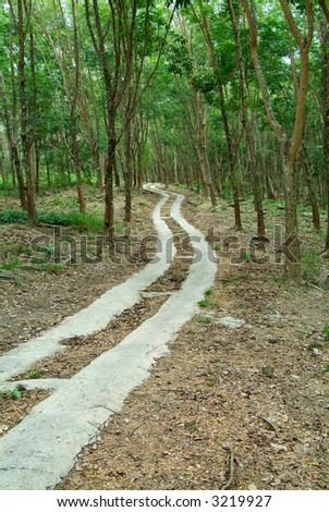 Concrete tracks winding through a rubber plantation in Rayong province, Thailand