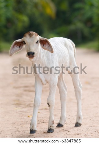Cute, two weeks old, Asian calf with big ears. Shallow depth of field with focus on the head.