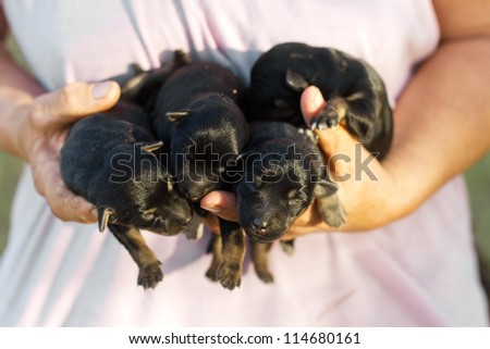 Human hand holding four newborn domestic puppies,two days old.